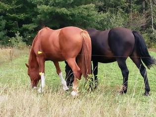 Φωτογραφία για Γιάννενα: Εκτέλεσαν τρία άλογα μέσα σε χωράφι