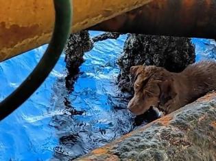 Φωτογραφία για Σκυλίτσα βρέθηκε να κολυμπάει 135 μίλια από την κοντινότερη ακτή
