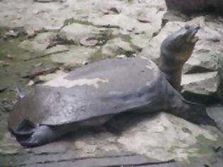 Φωτογραφία για Δύο τραγικά γεγονότα μαζί: Κάηκε η Παναγία των Παρισίων και εξαφανίστηκε για πάντα, το είδος χελώνας Χελώνα του Γιανγκτσέ