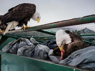 Φωτογραφία για Σκουπιδιάρηδες με λάθος κατεύθυνση οι φαλακροί αετοί στην Αμερική