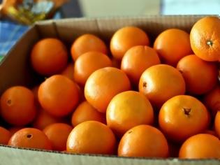 Φωτογραφία για Δέσμευση 1,5 τόνου πορτοκαλιών σε επιχείρηση στου Ρέντη