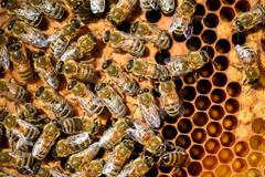 Οι μέλισσες της Παναγιας των Παρισίων έχουν σωθεί από την καταστροφή