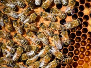 Φωτογραφία για Οι μέλισσες της Παναγιας των Παρισίων έχουν σωθεί από την καταστροφή
