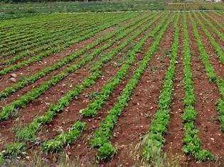 Φωτογραφία για Πωλείται αγροτεμάχιο 5 στρεμμάτων στην περιοχή των Γιαννιτσών