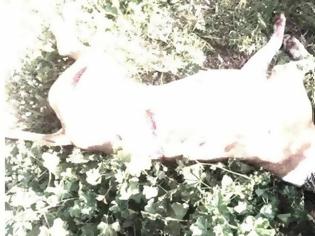 Φωτογραφία για Φρίκη στην Αργυρούπολη: Κατέσφαξαν σκύλο με 17 μαχαιριές - Σκληρές εικόνες