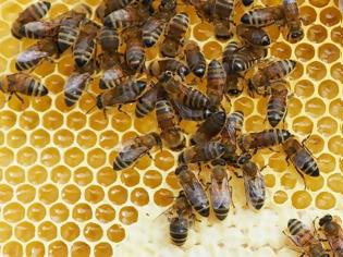 Φωτογραφία για Απαγόρευση χρήσης εντομοκτόνων στη Γαλλία για να σωθούν οι μέλισσες