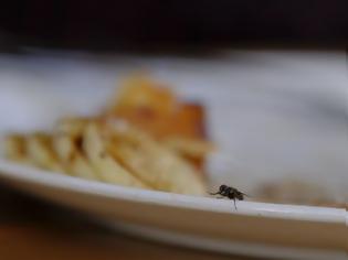 Φωτογραφία για Να γιατί δεν πρέπει να τρως φαγητό, στο οποίο έχει κάτσει μύγα…