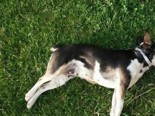 Φωτογραφία για Καινούργιο: Άγνωστος θανάτωσε σκυλί με φόλα
