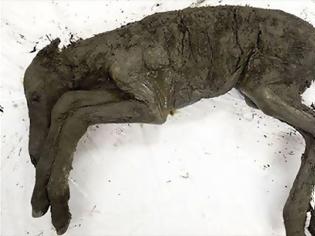 Φωτογραφία για Ανακαλύφθηκε παγωμένο άλογο, ηλικίας... 42.000 ετών, στη Σιβηρία (pics)