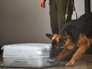 Φωτογραφία για Προμαχώνας: Αστυνομικός σκύλος «μπλόκαρε» ναρκωτικά (video)