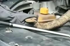 Βρήκαν κόμπρα 2,7 μέτρων μέσα στη μηχανή του αυτοκινήτου