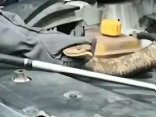 Φωτογραφία για Βρήκαν κόμπρα 2,7 μέτρων μέσα στη μηχανή του αυτοκινήτου