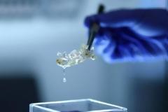 Επιστήμονες δημιούργησαν διαφανή ανθρώπινα όργανα - Ποια η «χρησιμότητά» τους;