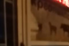 Τα «Πασχαλινα Σφυριά» έσπασαν βιτρίνα κρεοπωλείου στα Εξάρχεια