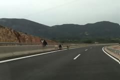 Χθες δόθηκε στη κυκλοφορία το τμήμα ΑΚΤΙΟ – ΒΟΝΙΤΣΑ και όμως σήμερα οι ΚΑΤΣΙΚΕΣ βόσκουν αμέριμνες στον... αυτοκινητόδρομο (ΦΩΤΟ)