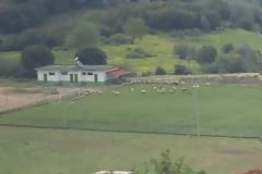 Βοσκάνε πρόβατα στο γήπεδο της ΚΑΤΟΥΝΑΣ -ΦΩΤΟ