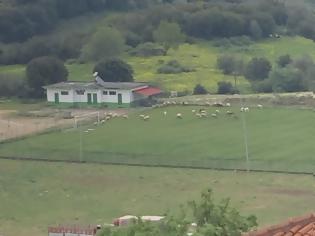 Φωτογραφία για Βοσκάνε πρόβατα στο γήπεδο της ΚΑΤΟΥΝΑΣ -ΦΩΤΟ