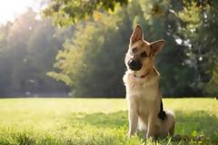 Γιατί τα σκυλιά γέρνουν το κεφάλι τους όταν τους μιλούν οι άνθρωποι