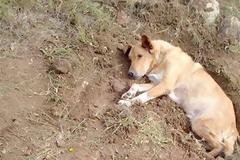 Άνθρωποι έθαψαν σκύλο ζωντανό στην Παλλήνη – Εξείχε μόνο το κεφάλι του