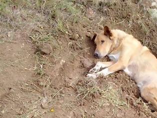 Φωτογραφία για Άνθρωποι έθαψαν σκύλο ζωντανό στην Παλλήνη – Εξείχε μόνο το κεφάλι του
