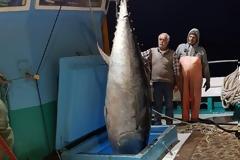 Έπιασαν τόνο - γίγαντα 2,74 μέτρων στην Νάξο - Δείτε φωτογραφίες