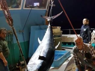 Φωτογραφία για Καλύμνιοι ψαράδες έπιασαν τόνο - γίγαντα 2,74 μέτρων και 288 κιλών στην Νάξο - Δείτε φωτογραφίες