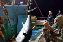 Έπιασαν τόνο - γίγαντα 2,74 μέτρων και 288 κιλών στην Νάξο -φωτος