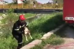 Πυροσβέστες διέσωσαν σκυλάκι από ποτάμι