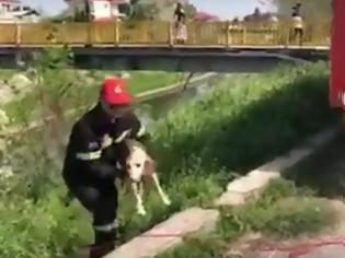 Φωτογραφία για Πυροσβέστες διέσωσαν σκυλάκι από ποτάμι