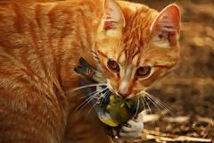 «Πόλεμο» στις γάτες κήρυξαν οι Αυστραλοί: Θέλουν να σκοτώσουν δύο εκατομμύρια μέχρι το 2020!