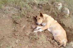 Παλλήνη: Έθαψαν ζωντανό αδέσποτο σκύλο