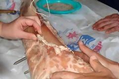 Αρνάκι στη σούβλα - Δείτε πως  ψήνεται..