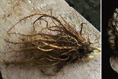 Τι έτρωγε ο στρατός του Μέγα Αλέξανδρου για ενέργεια