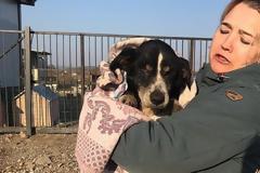 Έθαψαν το «νεκρό» σκύλο τους μέχρι που «αναστήθηκε» και βγήκε από τον τάφο σκάβοντας