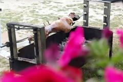 Οβελίας: Μυστικά, συνταγές και συμβολισμοί του πρωταγωνιστή του πασχαλινού τραπεζιού