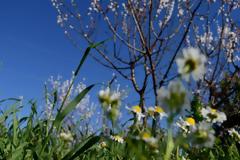 Καλός καιρός και τη Δευτέρα....