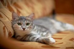 Θα σκοτώσουν εκατομμύρια γάτες πετώντας δηλητηριασμένα λουκάνικα από αεροπλάνα στην Αυστραλία