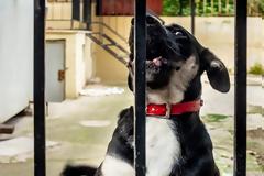 Τα σκυλιά γαβγίζουν...