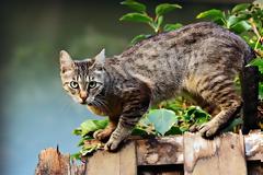 Στην Αυστραλία θα σκοτώσουν εκατομμύρια γάτες πετώντας δηλητηριασμένα λουκάνικα από αεροπλάνα!