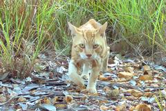 Στην Αυστραλία θα σκοτώσουν εκατομμύρια γάτες...