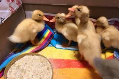 Αστυνομικό τμήμα στη Θεσσαλονίκη «γέμισε» παπάκια