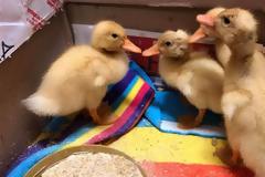 Το παπάκι δεν πάει στην ποταμιά...