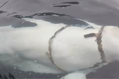 Νορβηγία: «Όπλο» των Ρώσων η λευκή φάλαινα με τη συσκευή