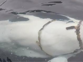Φωτογραφία για Νορβηγία: «Όπλο» των Ρώσων η λευκή φάλαινα με τη συσκευή
