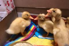 Αστυνομικό τμήμα στη Θεσσαλονίκη «γέμισε» παπάκια