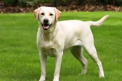 Λαμπραντόρ στο πανεπιστήμιο του Middlesex για την αντιμετώπιση του στρες