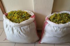 Ήρθαν στην Καστοριά για να κλέψουν βότανα