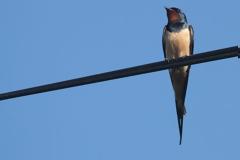 Ένα χελιδόνι δεν φέρνει την άνοιξη… πώς βγήκε η φράση