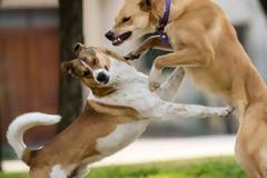 Βόνιτσα: Σκύλος επιτέθηκε σε 51χρονη, συνελήφθη το αφεντικό του