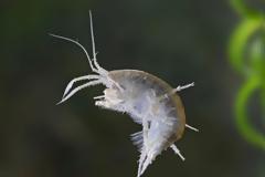 Επιστήμονες βρήκαν κοκαΐνη μέσα σε ποταμίσιες γαρίδες...